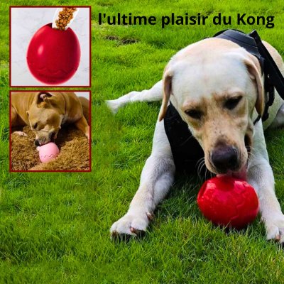 jouet Kong pour chien - RAMSES MEUMEU KAMGANG